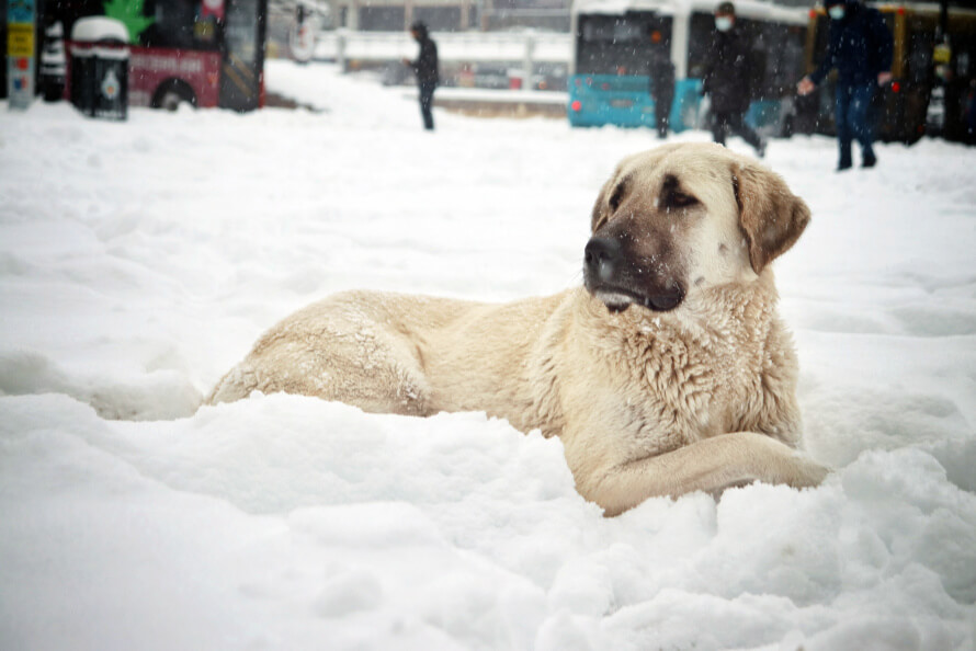 A t r k Kangal juh szkutya fajtale r sa Grandopet.hu